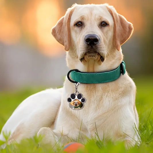 Plaquitas para collar de mascotas